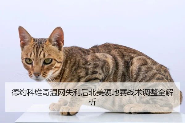 德约科维奇温网失利后北美硬地赛战术调整全解析